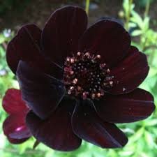 My All Time Favorite Flower Chocolate Cosmo Love Love Love Cosmos Plant Cacti And Succulents Flowers