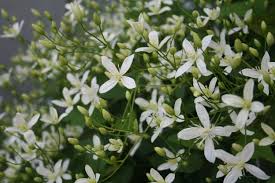 This japanese variety was introduced into the uk early in the 1980s. Clematis Care Hofland Gardens