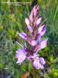 Image result for Diaphananthe vesicata