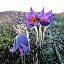 English Text Below Pervocvety V Gorah Nepodalyoku Ot Vodopada Gadelsha Primroses In The Ural Mountains Near Gadelsha Waterfall Flores