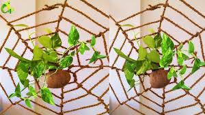 Money plants are both indoor and outdoor plants that according to vastu and feng shui, kept anywhere will fill the house with prosperity and wealth. 63 Money Plant Ideas Money Plant Organic Gardening Plants