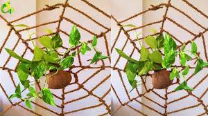 Money plants are both indoor and outdoor plants that according to vastu and feng shui, kept anywhere will fill the house with prosperity and wealth. 63 Money Plant Ideas Money Plant Organic Gardening Plants