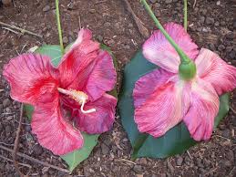 Image result for Thespesia acutiloba