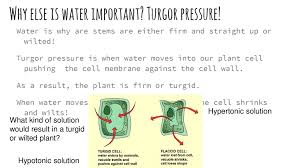 Maybe you would like to learn more about one of these? Turgor Pressure And Roots Ppt Download