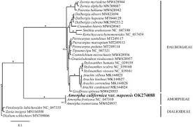 Image result for Kotschya aeschynomenoides