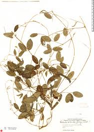 Image result for Galactia striata