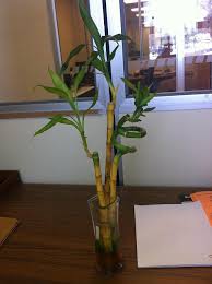 A dead plant won't do that. Your Top Questions About Lucky Bamboo Care Answered