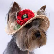 Hat For Dog Poppy Pet Beanie Sun Hat For Dog Cap For Dog Etsy In 2021 Puppy Hats Crochet Dog Hat Dog Hat
