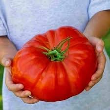Image result for tomato Piccadilly