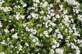 Check spelling or type a new query. Sweet Woodruff Advice From The Herb Lady