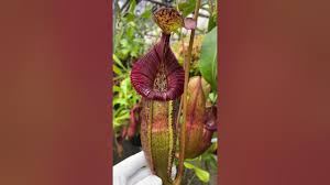 Image result for Burnatia enneandra