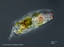 Image result for Eragrostis rotifer