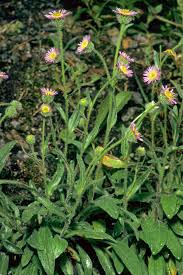 Image result for Dewildemania filifolia