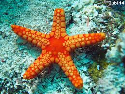 echinoderms starfish brittle star sea urchin feather