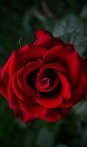 Romantic Roses Are Red Violets Are Blue I Love You 10 Stupefying Why Rose Gardening Is So Addictive Ideas In 2020 Beautiful Rose Flowers Beautiful Red Roses Beautiful Flowers