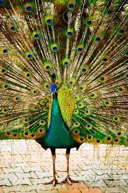 Beautiful peacock figure in the green grass background. Peacock Peafowl Beautiful Spread Of A Peacock Beautiful Peacock Stock Photo Picture And Royalty Free Image Image 85893368
