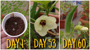 How to grow ladies finger plant in a plastic bottle at home easily step by step. How To Grow Okra Lady Finger Bhindi In Pot From Seed To Harvest 60 Da Growing Organic Vegetables Growing Vegetables Okra
