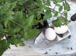 There are 73 calcium for plants for sale on etsy, and they cost $11.78 on average. 9 Tomato Planting And Growing Tips To Try Diy Network Blog Made Remade Diy