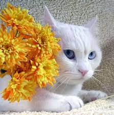 Pin By Silvina R On Cute Kittens Cat With Blue Eyes Pretty Cats White Cats