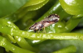 All insects are not pests! Citrus Pest Prompts Sacramento County Plant Quarantine The Sacramento Bee