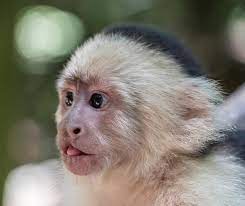We also sell cages and accessories for your monkeys. White Headed Capuchin Monkey Tongue Baby Close Up Mammal Cute Animal Portrait Small Eyes Pikist