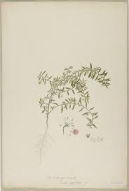 Image result for Afrohybanthus enneaspermus