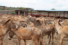 Смотрите видео chinese lady slaughters goat в высоком качестве. To Sate China S Demand African Donkeys Are Stolen And Skinned The New York Times