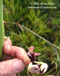 Image result for Orthochilus ruwenzoriensis