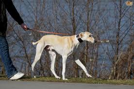 The Chart Polski The Polish Greyhound Pets4homes