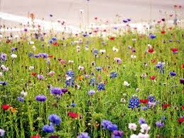 Wildflowers Wallpapers Top Free Wildflowers Backgrounds Wallpaperaccess Beautiful flowers and plants wallpapers. wildflowers wallpapers top free