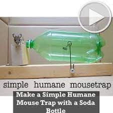 Make A Simple Humane Mouse Trap With A Soda Bottle Pieges A Souris Pieges A Rats Sculpture Bois