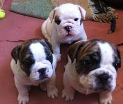 Get a boxer, husky, german shepherd, pug, and more on kijiji, canada's #1 local.results for english bulldog in dogs & puppies for rehoming. English French Bulldog Mix Puppies For Sale Puppies And Kitties French Bulldog Mix English Bulldog Puppies