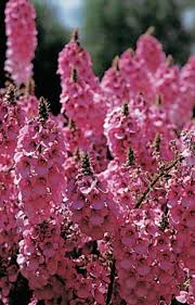 Image result for ostruhatka