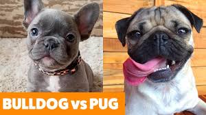 The origins of french bulldogs date to around the same time period when lacemakers in the english region of nottingham resettled in france. Pug Vs French Bulldog An In Depth Comparison Of Both Breeds Dogarea