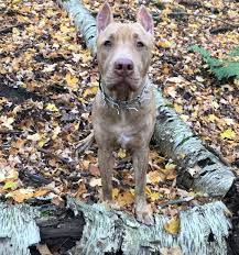 These puppies can come in virtually any color or color combination. Pitbull Colors 23 Coat Color Variations Explained With Pictures