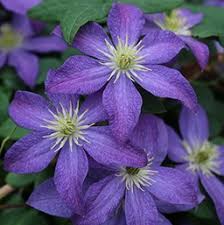 We did not find results for: Clematis Costa Farms