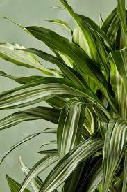 Image result for Dracaenaceae
