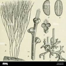 Image result for Psilotum nudum