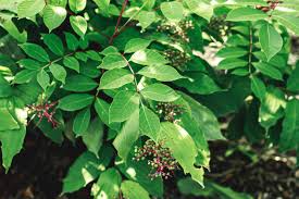 Deadly poison hemlock 'spreading rampantly' in central pa. Poison Sumac Toxicity And Identification