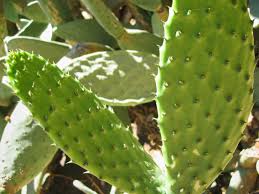 High angle view of succulent plants for sale in store. Cactus Closeup Free Stock Photo Iso Republic
