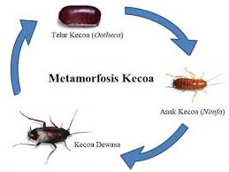 Metamorfosis tidak sempurna merupakan metamorfosis yang melewati 3 tahapan, yaitu dari telur menjadi nimfa atau larva, kemudian menjadi hewan dewasa. Proses Metamorfosis Kecoa Atau Lipas Penjelasan Lengkap