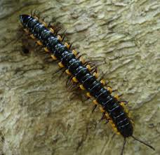 Black And Yellow Centipede Philippines Paradoxosomatidae Wikipedia