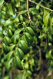 Image result for Opilia amentacea