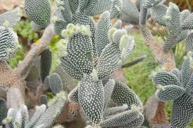 How to care for bromeliaceae plants. The Best Cactus For Indoors 20 Cacti Options Indoor Gardening