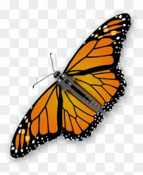 You'll find realistic butterflies and also more fanciful butterflies in all the colors of the rainbow. Butterfly Pictures Clip Art Transparent Png Clipart Images Free Download Clipartmax