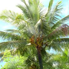 Image result for Cocos nucifera
