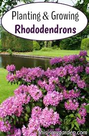 All About Planting And Growing Rhododendrons Rhododendrons Bush Landscaping Planting Flowers Goldentorch Polarn Plants Shade Plants Rhododendron Plant