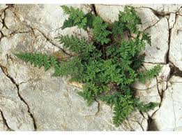 Image result for Cheilanthes involuta