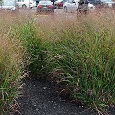 Image result for Aizoon virgatum