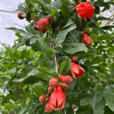 Image result for Punica